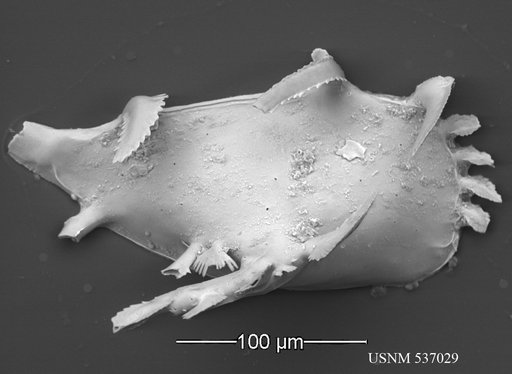 Pedicythere lachesisopetasi Yasuhara et al., 2009