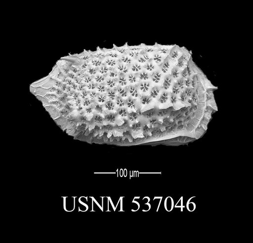 Eucytherura spinicorona Yasuhara et al., 2009