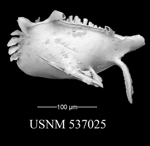 Pedicythere lachesisopetasi Yasuhara et al., 2009