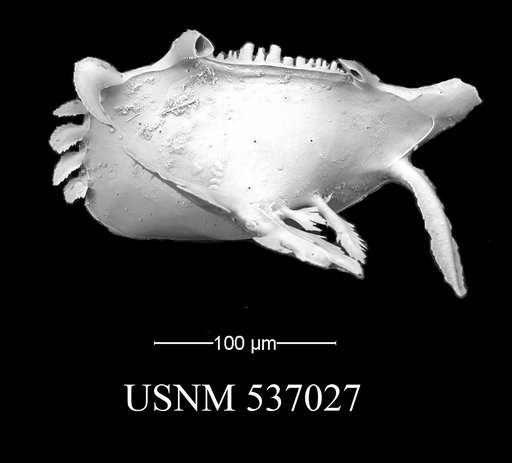 Pedicythere lachesisopetasi Yasuhara et al., 2009