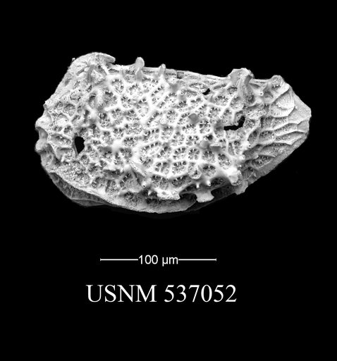 Eucytherura sp. 1