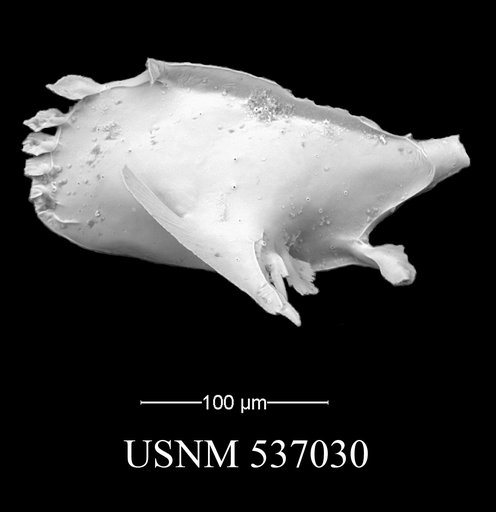 Pedicythere kennettopetasi Yasuhara et al., 2009