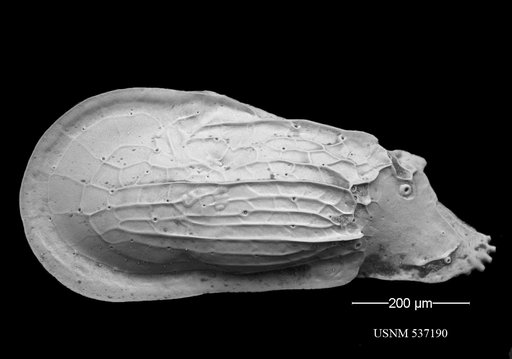 Ambocythere sturgio Yasuhara et al., 2009