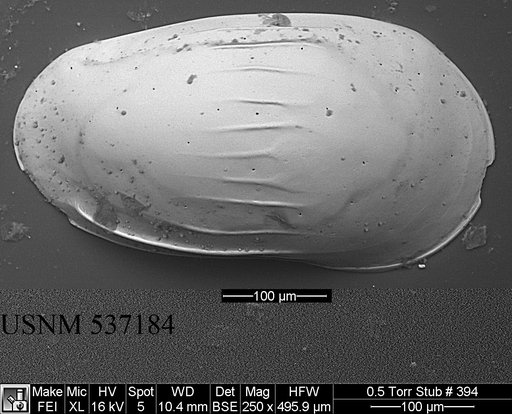 Ruggieriella sp.