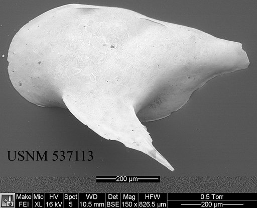 Cytheropteron lumalatum Ayress & et al., 1996