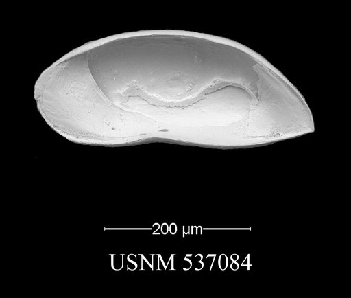 Argilloecia acuminata Muller, 1894