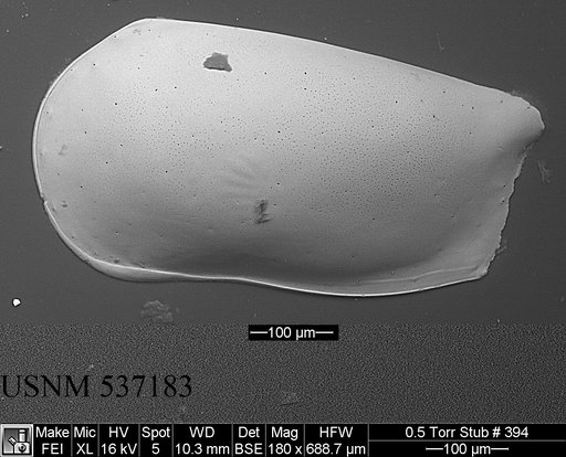 Pseudocythere caudata Sars, 1866