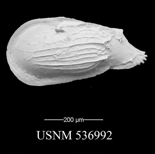 Ambocythere sturgio Yasuhara et al., 2009