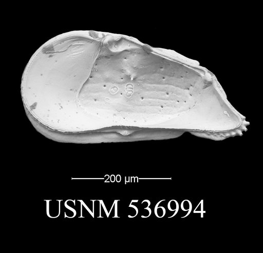 Ambocythere sturgio Yasuhara et al., 2009