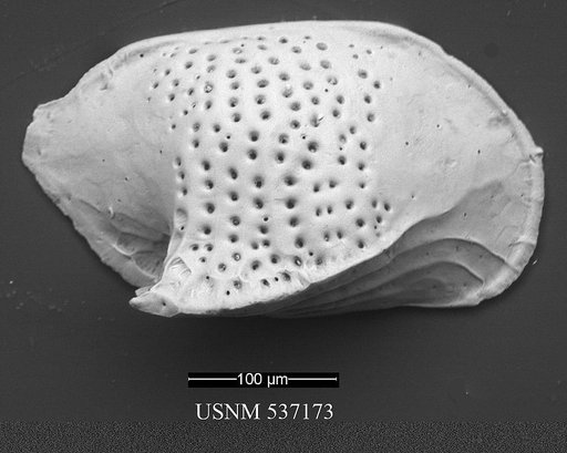 Aversovalva sp. 2