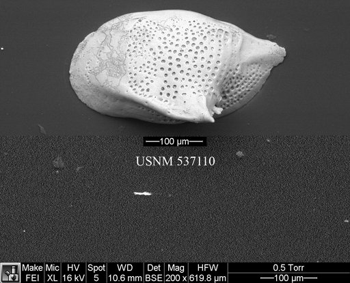 Cytheropteron carolinae Whatley & Coles, 1987