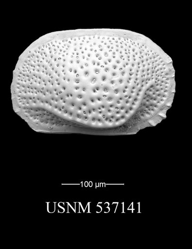 Saida ionia Ciampo, 1988