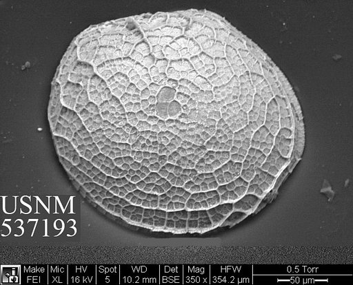 Polycope cf. bireticulata Joy & Clark, 1977