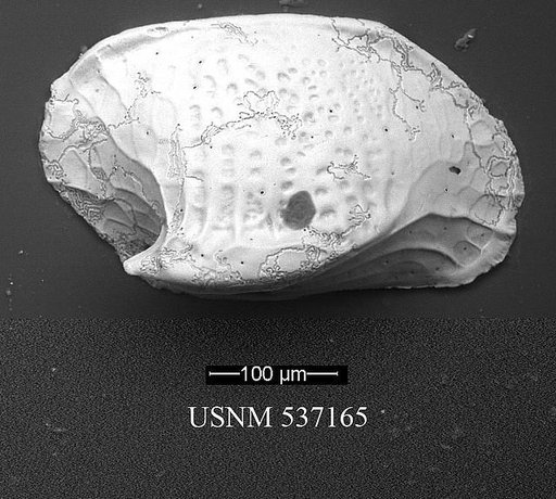Aversovalva cf. hydrodynamica Whatley & Coles, 1987