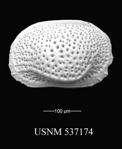 Saida ionia Ciampo, 1988