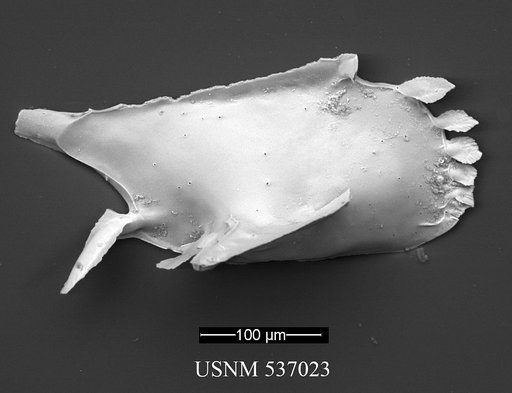 Pedicythere kennettopetasi Yasuhara et al., 2009