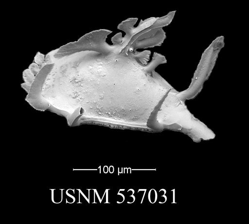 Pedicythere lachesisopetasi Yasuhara et al., 2009