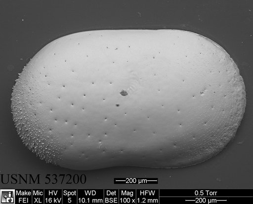 Cytherella robusta s.l. Colalongo & Pasini, 1980