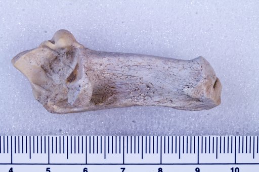 Capromeryx sp