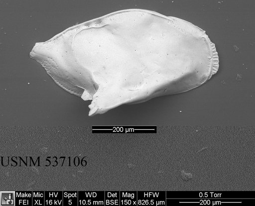 Cytheropteron sp. b
