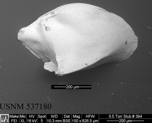 Cytheropteron sp. c