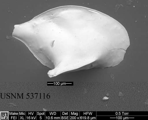 Cytheropteron sp. d