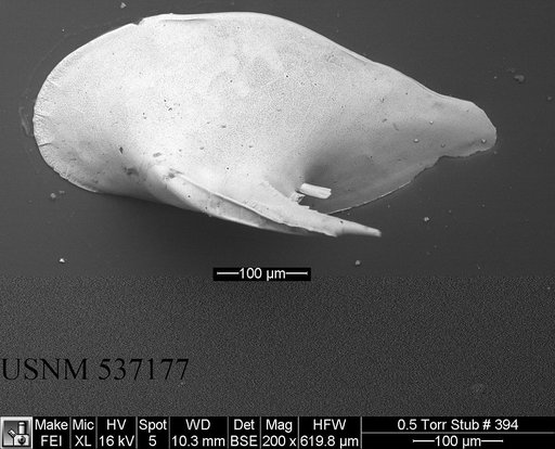 Cytheropteron sp. e
