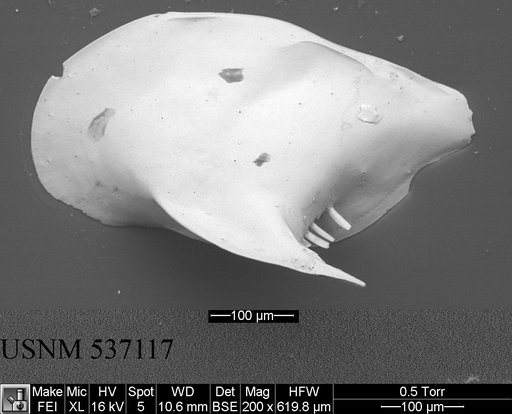 Cytheropteron sp. f