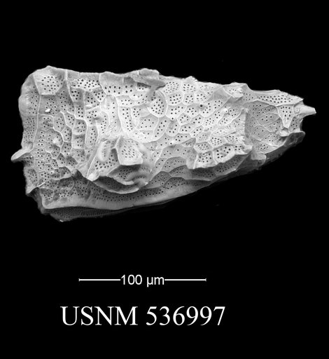 Parahemingwayella tetrapteron Bonaduce, G., et al., 1976