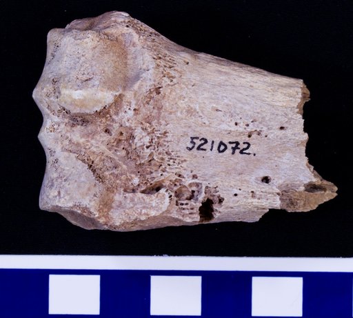 Platygonus sp