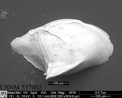 Cytheropteron sp. g