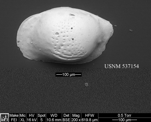 Cytheropteron sp. l