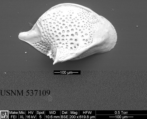 Cytheropteron sp. h