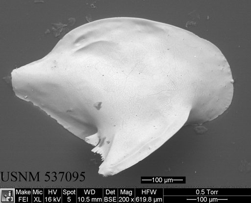 Cytheropteron sp. a