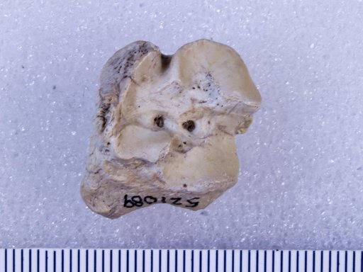 Capromeryx sp