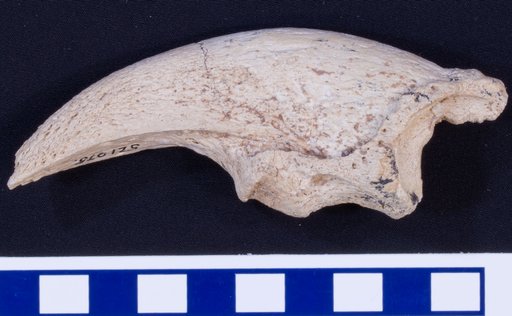 Megalonyx leptostomus Cope