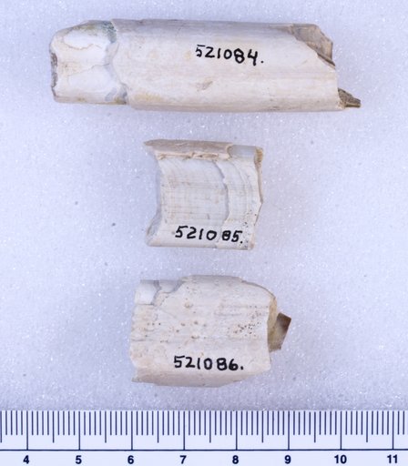 Megalonyx leptostomus Cope
