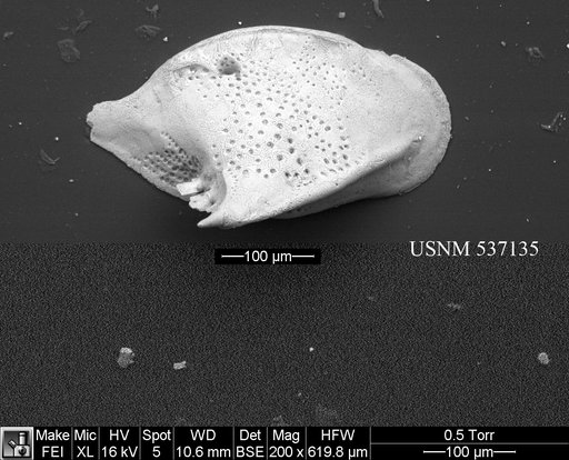 Cytheropteron sp. j