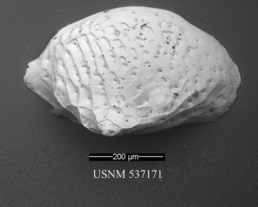 Cytheropteron sp. p