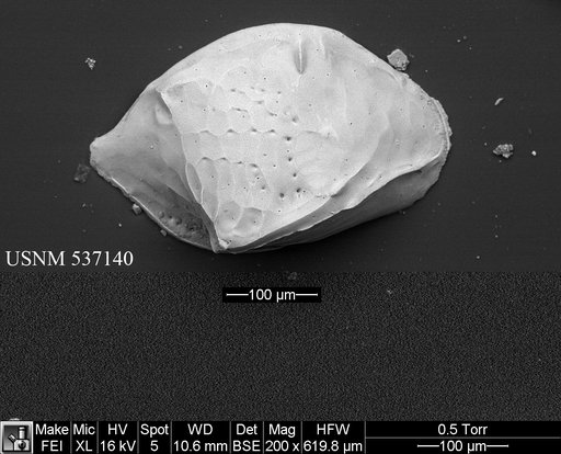 Cytheropteron sp. k