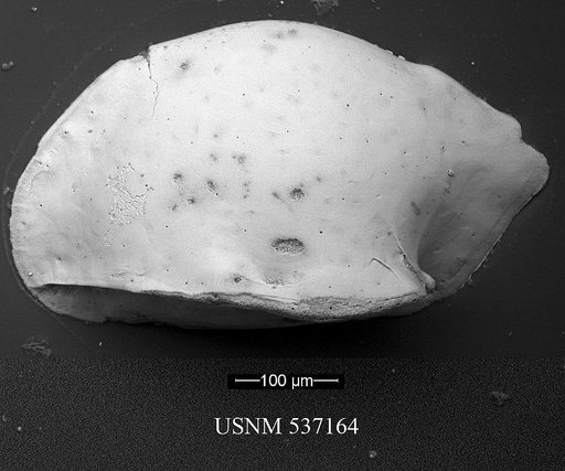 Cytheropteron sp. n