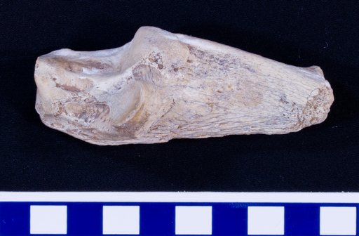 Genus sp