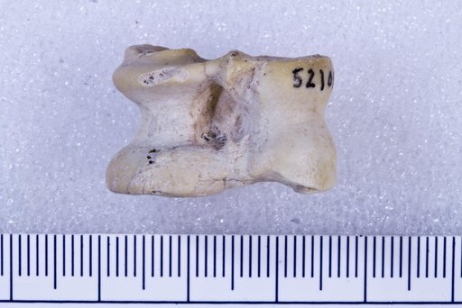 Capromeryx sp