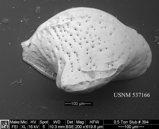 Cytheropteron sp. m