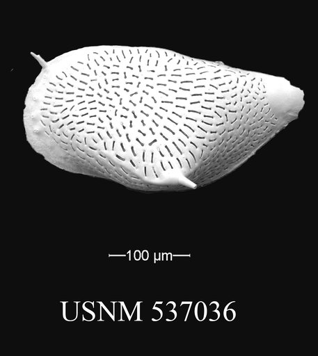 Rimacytheropteron longipunctatum (Breman, 1976)