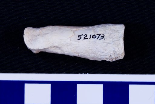 Platygonus sp