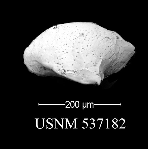 Cytheropteron sp. o