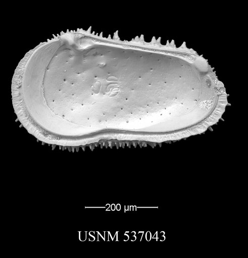 Henryhowella cf. asperrima (Reuss, 1850)