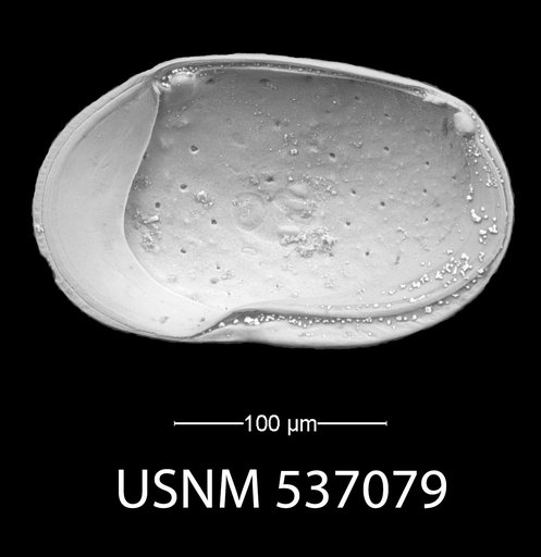 Loxoconchidea minima Bonaduce, G., et al., 1976
