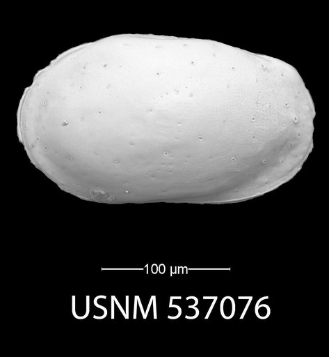 Loxoconchidea minima Bonaduce, G., et al., 1976